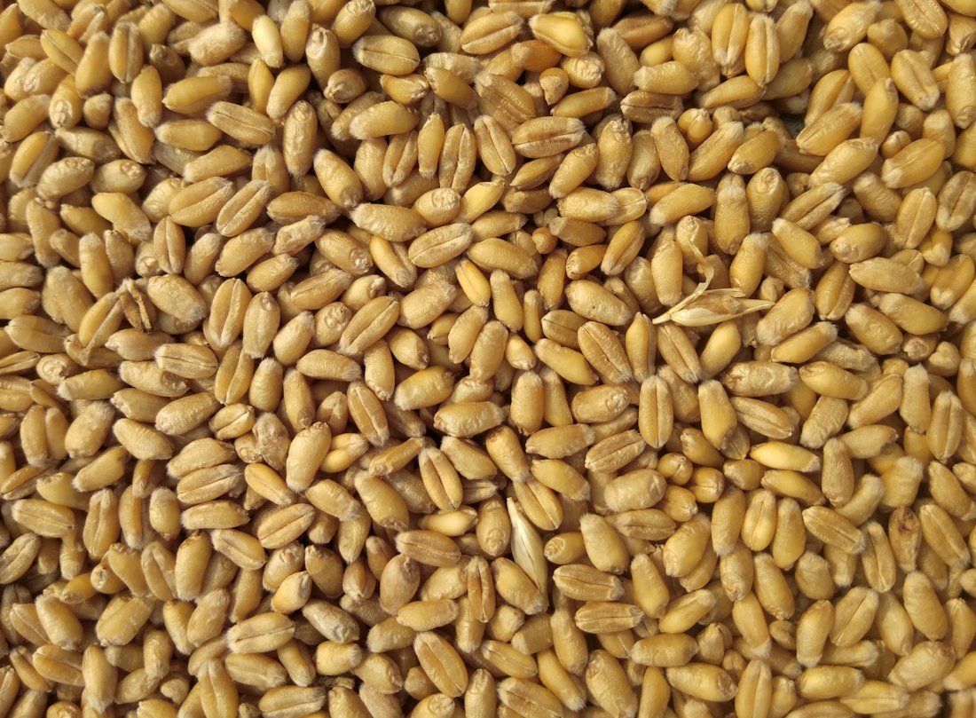 Wheat grain close-up (demonstration image)